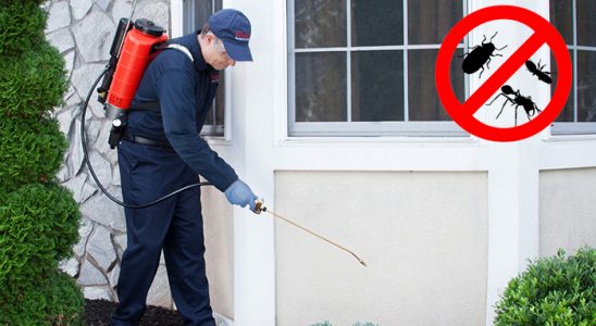 Havza Kene İlaçlama böcek ilaçlama ve haşere kontrolü — ilaclama-tr.com